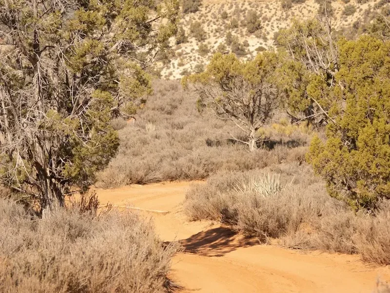 Hiking trail path on the Narrows Bottom Up