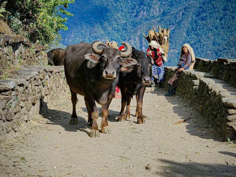 Mountain and nature scenery on the Numbur Cheese Circuit