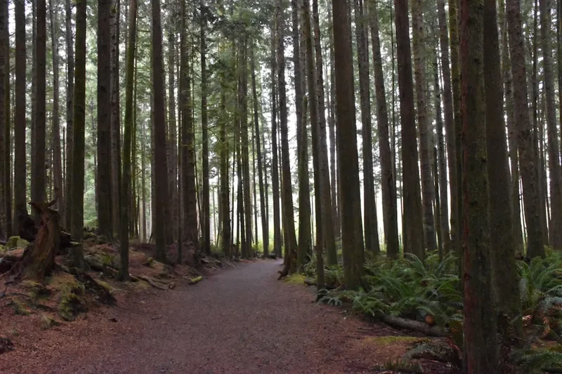 Forest and landscape view on the Pacific Rim Trail