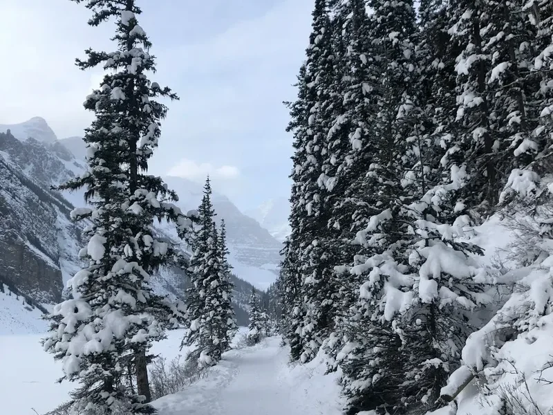 Hiking trail path on the Panorama Trail Banff