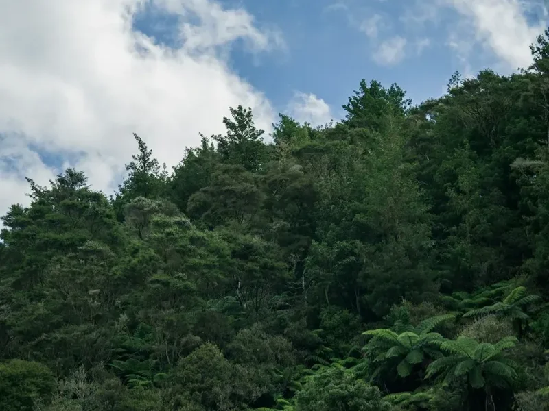 Forest and landscape view on the Paparoa Track