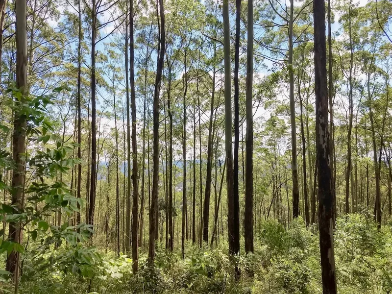 Forest and landscape view on the Perau Branco Trail