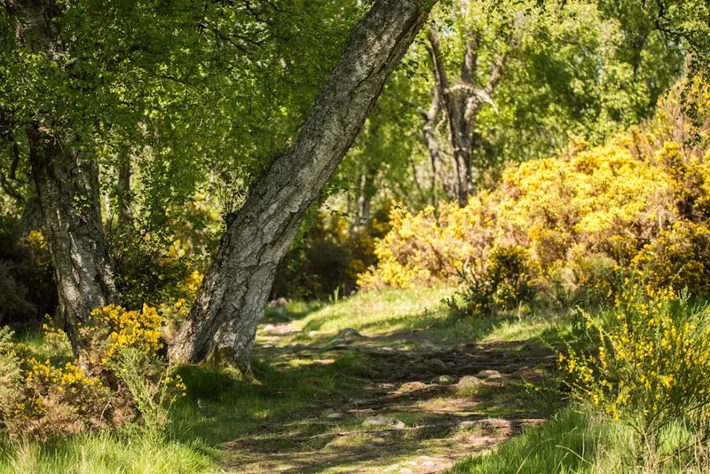 Hiking trail path on the Quiraing Circuit