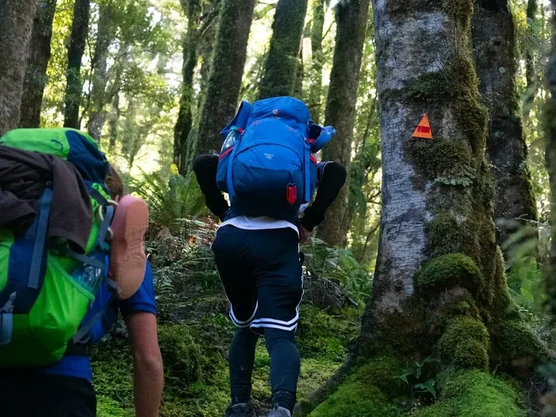 Forest and landscape view on the Rangitoto Summit Walk