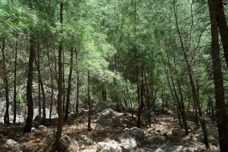 Forest and landscape view on the Samaria Gorge