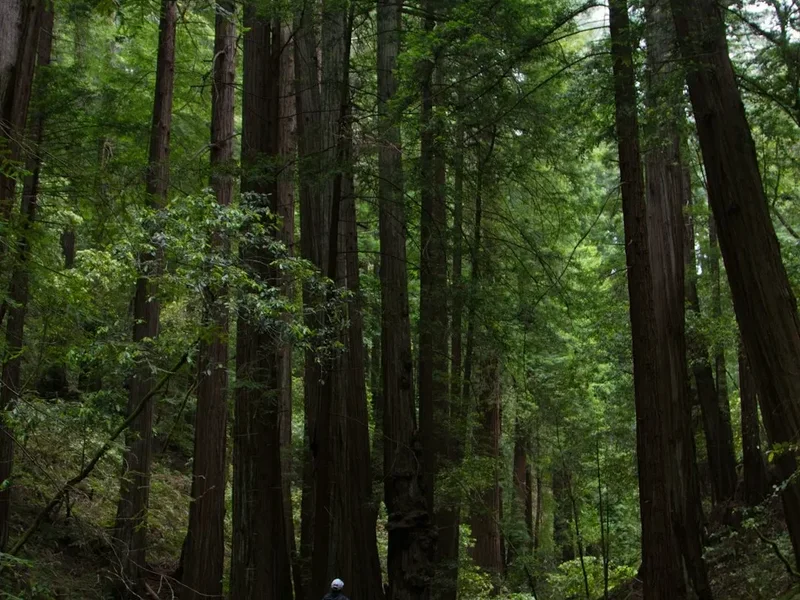 Mountain and nature scenery on the San Francisco Peaks Trail