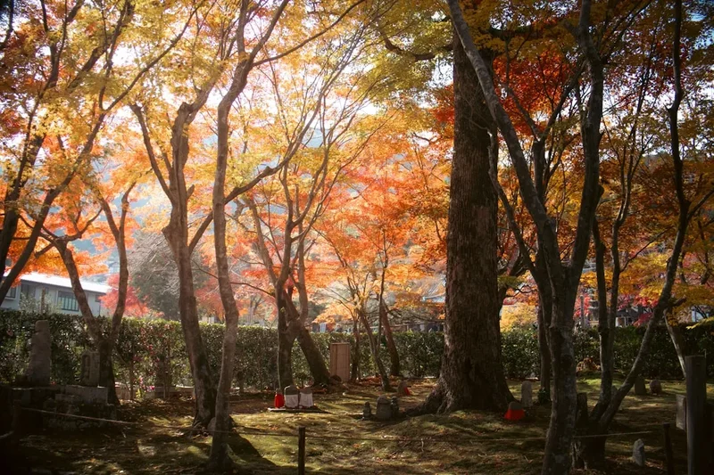 Forest and landscape view on the Shikoku 88 Temple Pilgrimage
