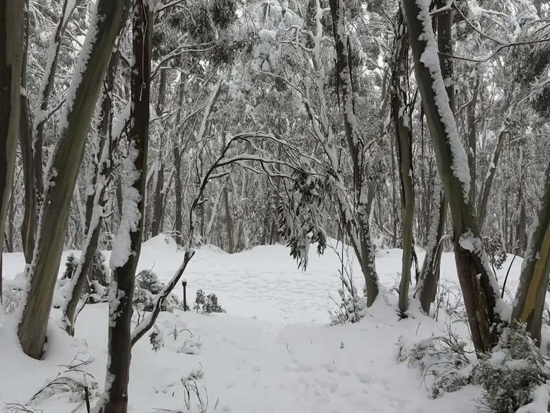 Hiking trail path on the Snow Gums Boardwalk