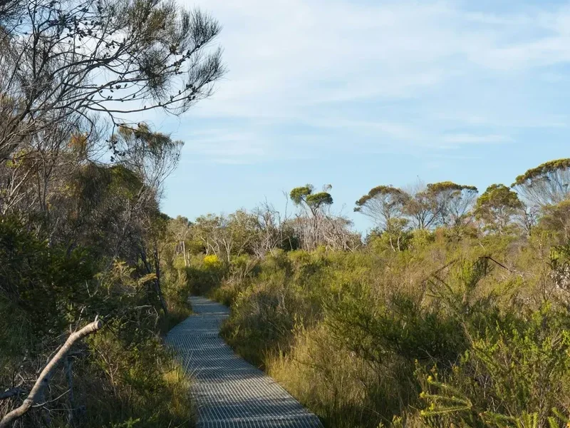 Hiking trail path on the South Coast Track