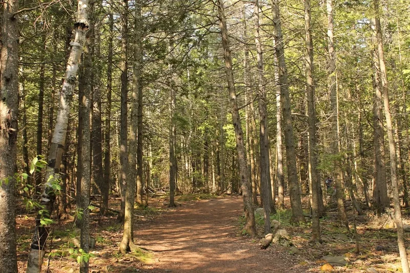 Hiking trail path on the Sunshine Meadows Trail