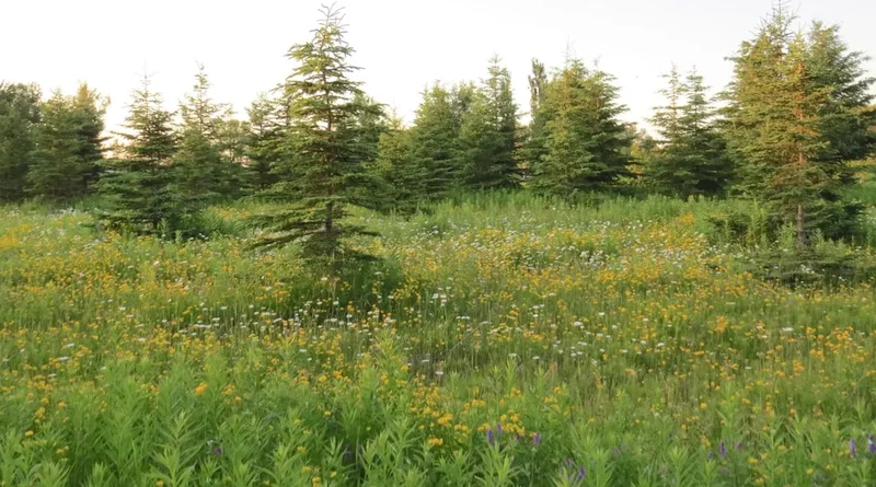 Forest and landscape view on the Sunshine Meadows Trail