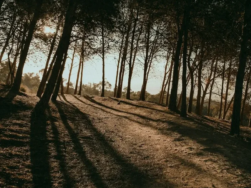 Forest and landscape view on the Tassili N Ajjer Traverse