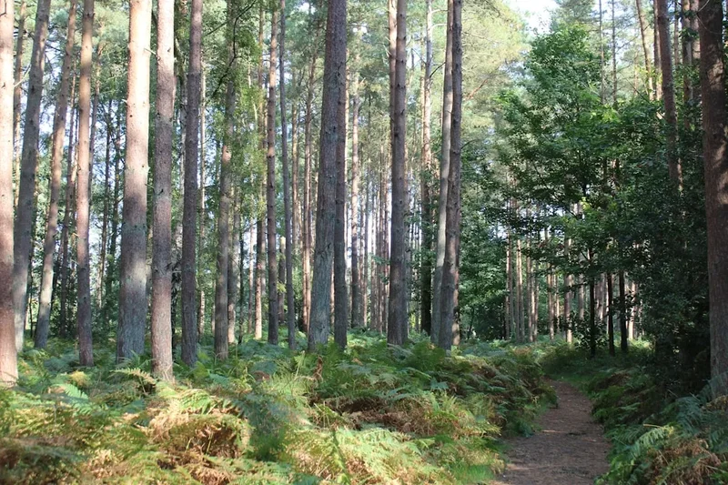 Forest and landscape view on the Tennyson Down Trail