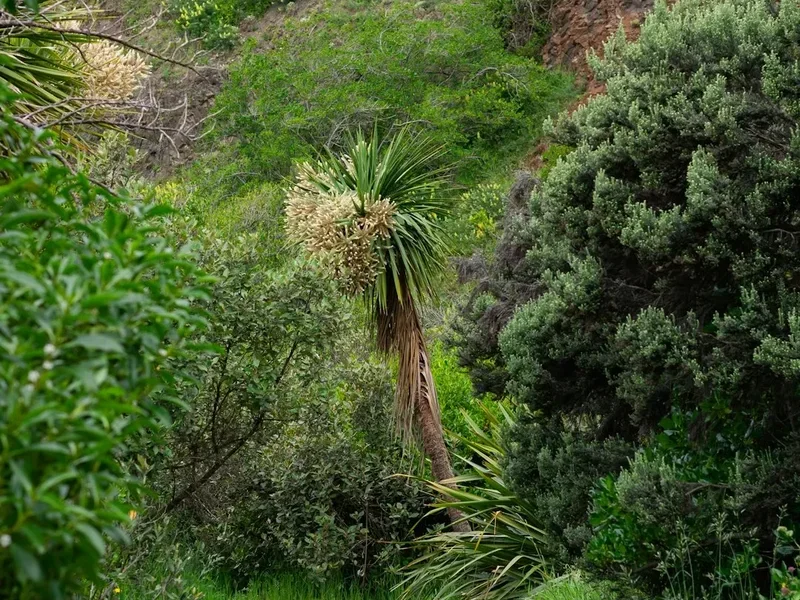 Hiking trail path on the Waiheke Island Coastal Walk