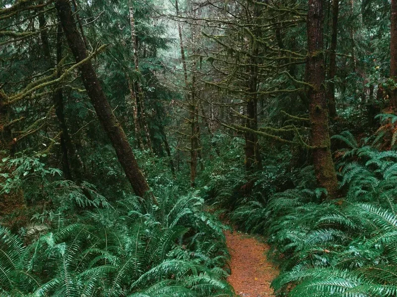 Hiking trail path on the West Coast Trail Day Section