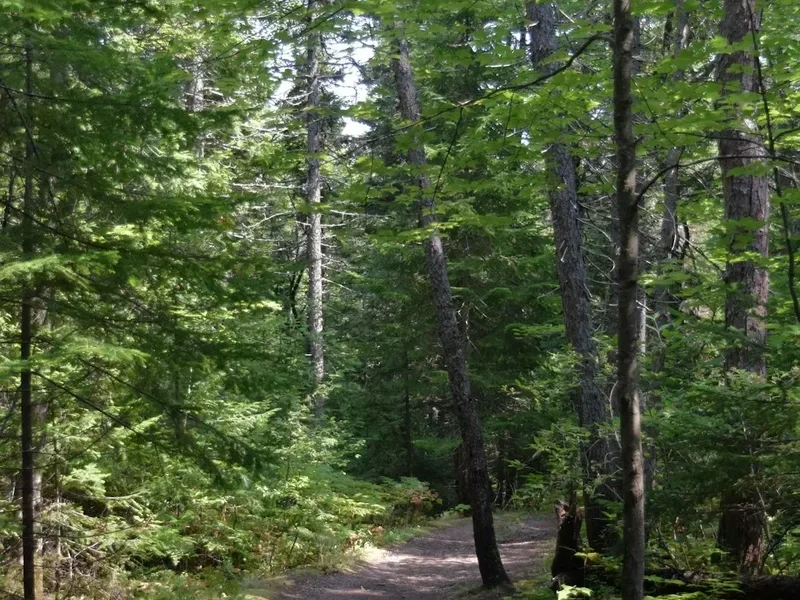 Forest and landscape view on the West Coast Trail Day Section