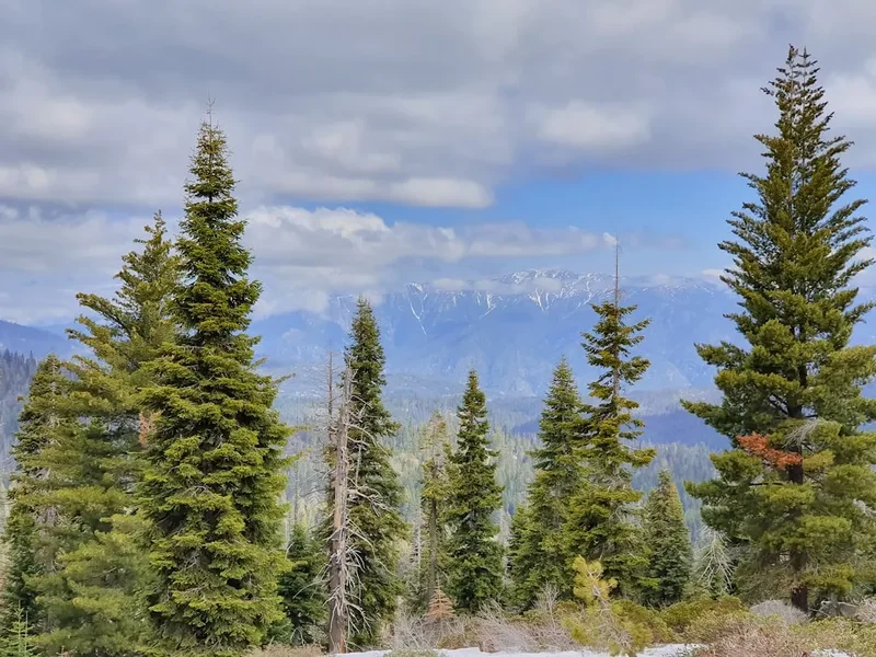 Forest and landscape view on the Wheeler Peak Summit