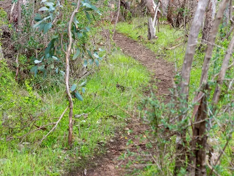 Hiking trail path on the Wild Dog Creek Track