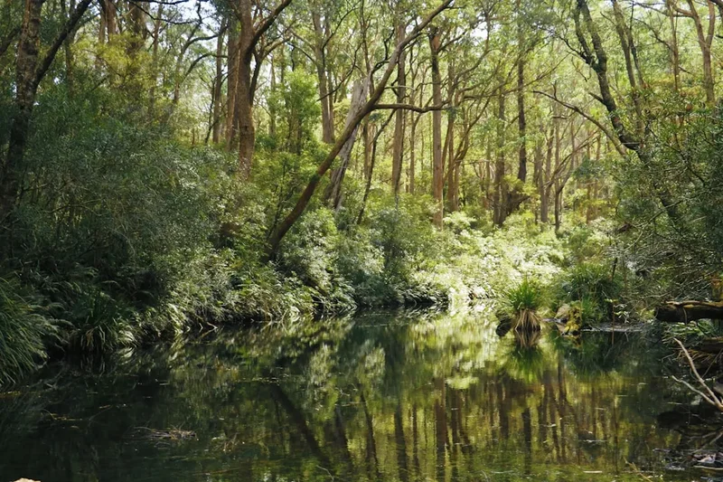 Forest and landscape view on the Wild Dog Creek Track