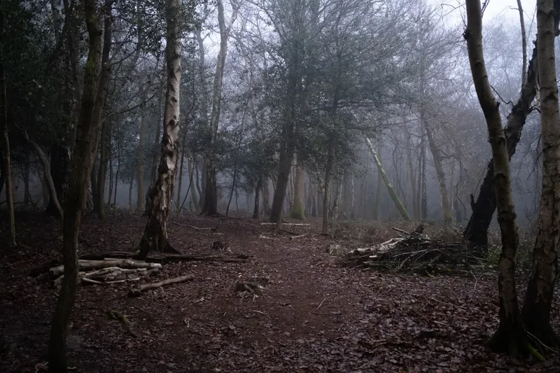 Wistman's Wood Walk - Visual 2