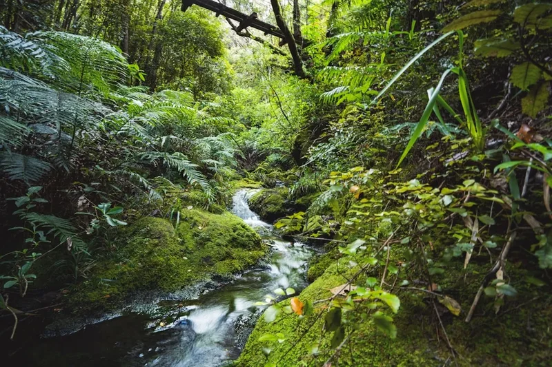 Forest and landscape view on the Wye Creek Track
