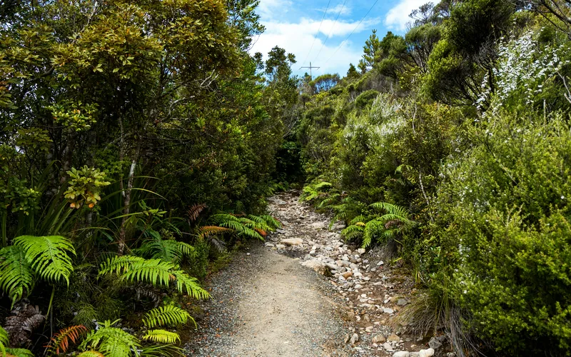 Women's hiking shoes on New Zealand trail